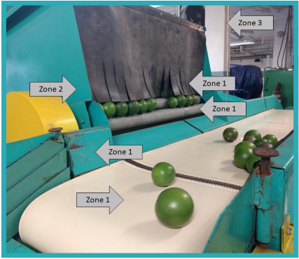 Fruit on a large conveyor belt.