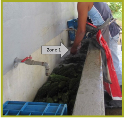 Person handling produce in a water trough.