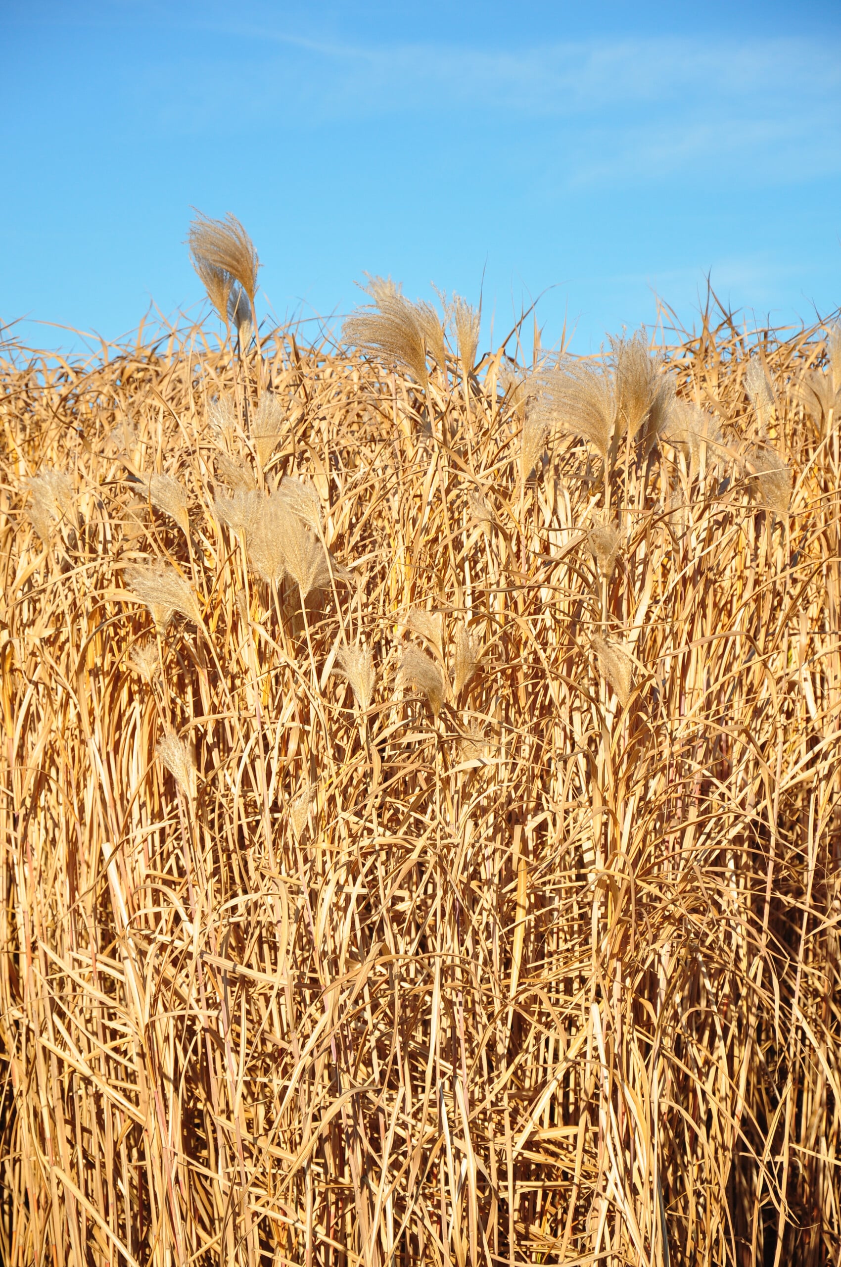 miscanthus grass