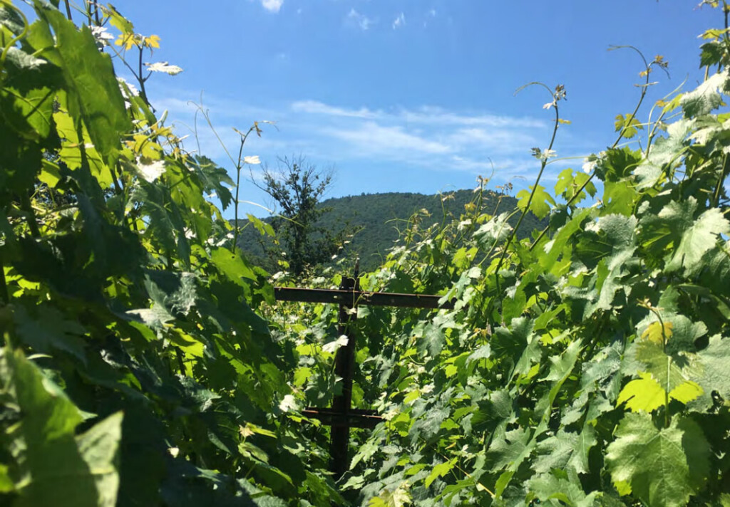 A trellis sites among dense leafy foliage