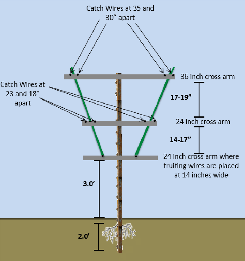 a cross section at profile of an athena style trellis