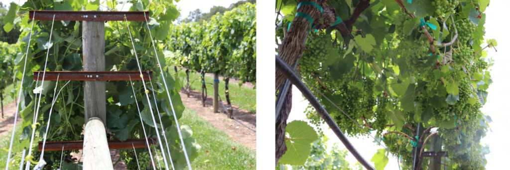 Two photos of a modified Athena trellis in supporting grape vines
