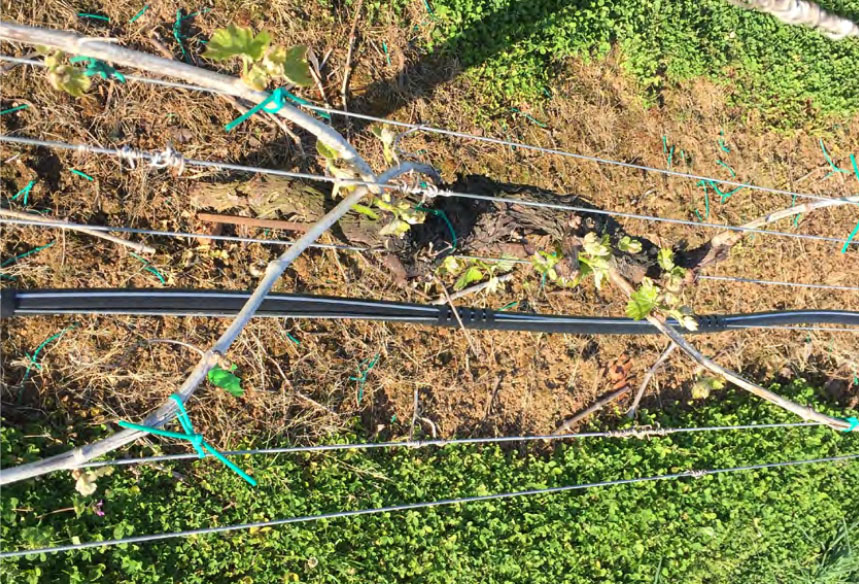 a photo of a cane pruning technique
