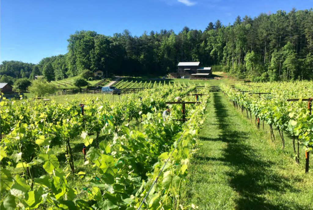 an grape field under an open sky on a clear day