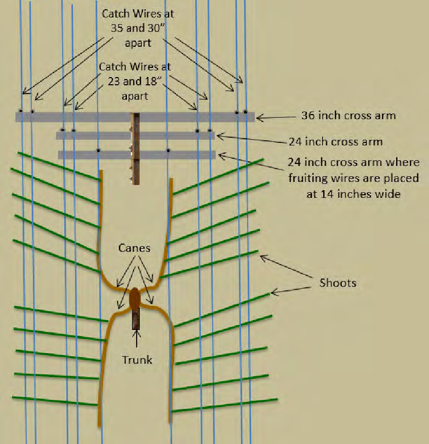 A diagram that illustrates relative positioning of catch wires from the center of the trellis