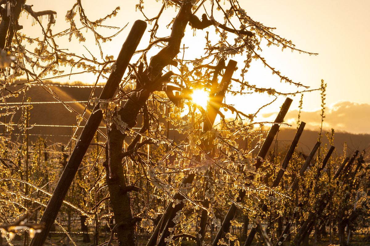 A field of fruit plants is iced over with irrigation to protect it during a freeze