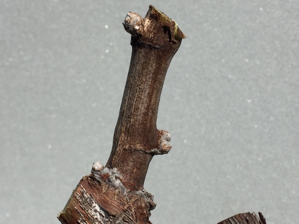 A closeup of a vine that has been cut back to three buds.