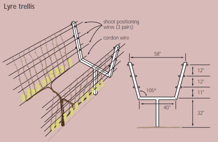 A diagram depicts the measurements required to build a lyre trellis.