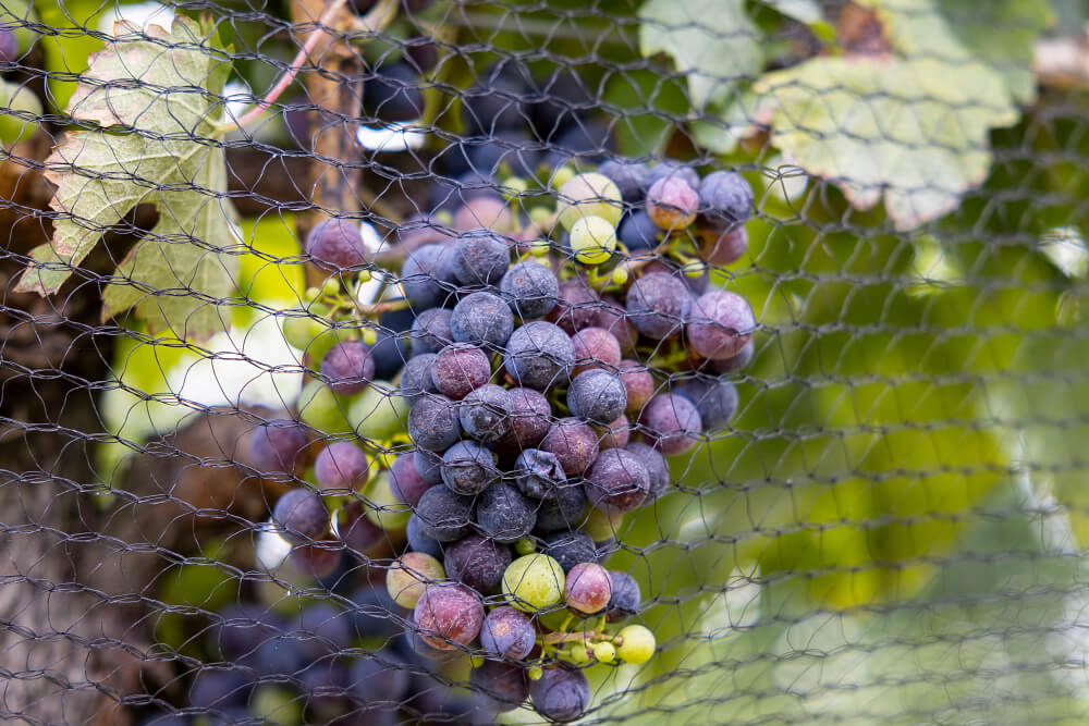 Wine grapes