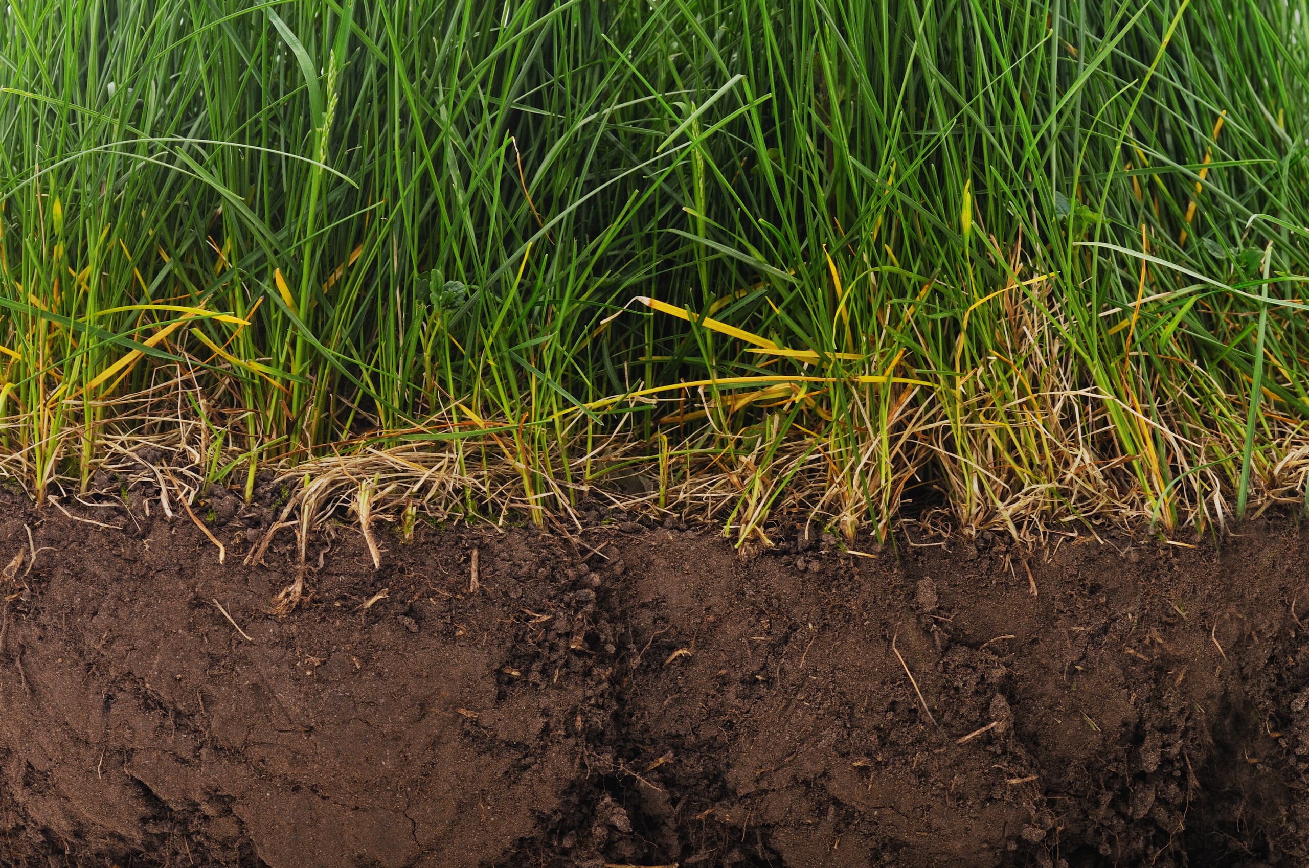 Grass growing from a layer of earth. stock photo