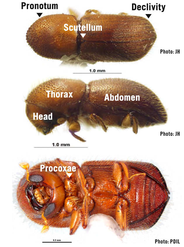 An anatomical diagram of the ambrosia beetle; it includes the Pronotum, Scutellum, Declivity, Head, Thorax, Abdomen, and Procaxae.