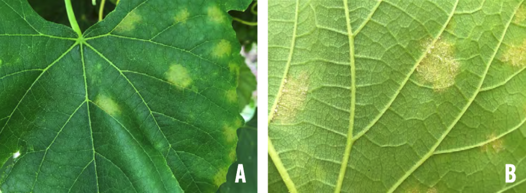 A two panel figure. In the first: Top of a leaf has sporatic light green splotches. In the second: bottom of a leaf has sporatic, powdery-looking, light yellow splotches