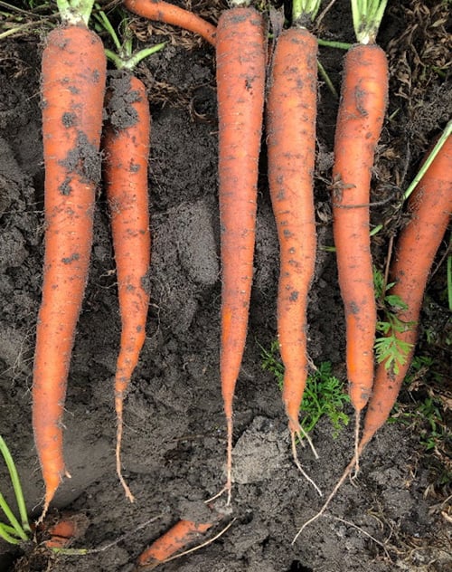 carrots harvested from a field have consistent growth and straight taproots