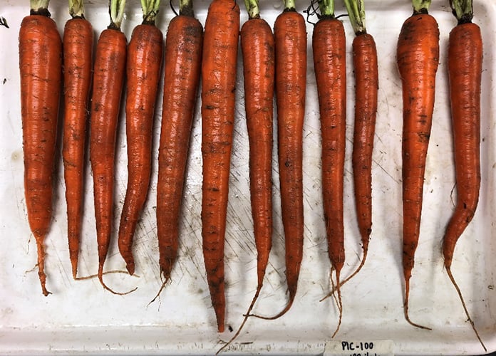 carrots harvested from a field look fairly uniform with only some excess hair