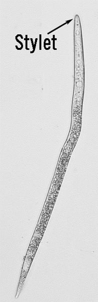 a juvenile root-knot nematode under magnification is long and slender with a thin tail and a stylet on the mouth end