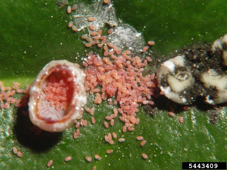 a wax scale is split open and several hundred red eggs litter a leaf around it