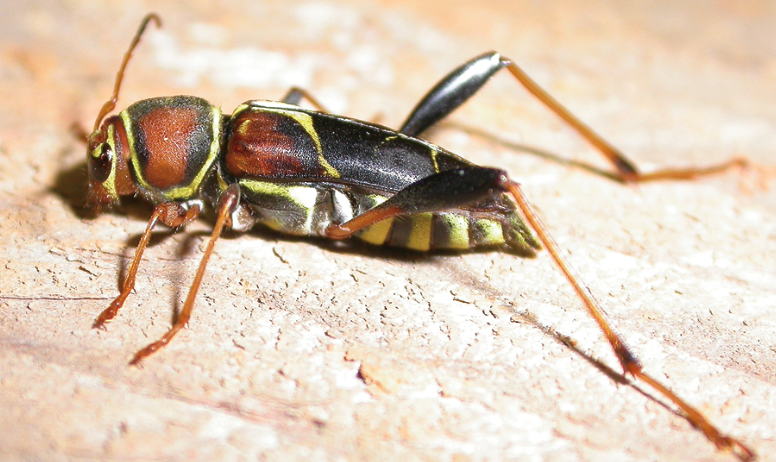 Longhorned beetles have light greenish outlines around a cricket-like, reddish brown body.