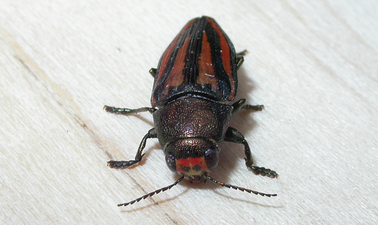 This metallic wood-boring beetle has red and black stripes running down its backside. 