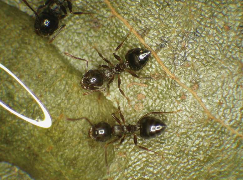 Three black ants sit a leaf
