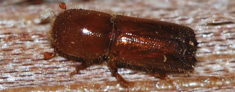 brown pill-shaped beetle