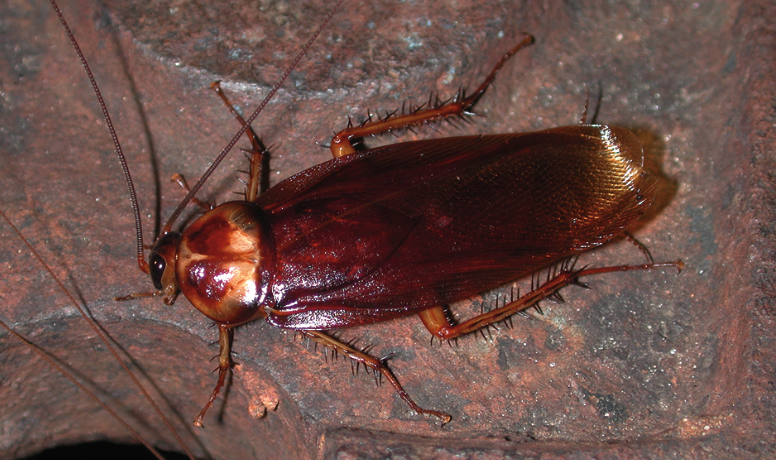 Adult american cockroaches are about 2in long and brown.