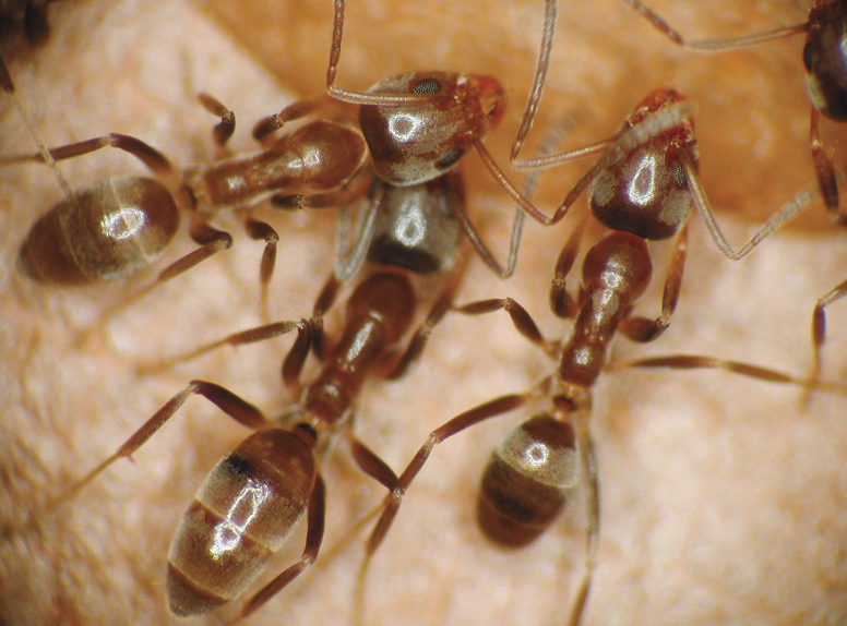 A photo of three small brown ants with fine white hairs