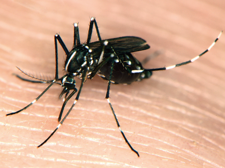 Black mosquito with white stripes running down the upper body and white bands throughout the segmented legs. 