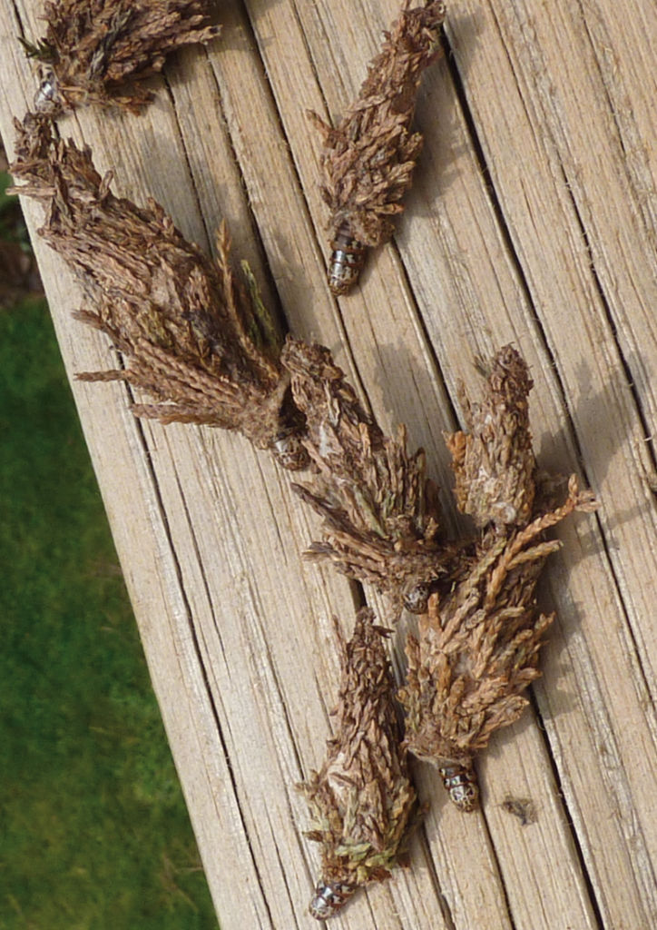 A group of bagworm bags that have a similar shape to pinecones. The larvae are inside the bags.