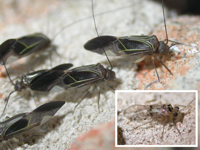 A group of barklice. They have angular, geometric highlights on their wings. Inset: More transparent wings on a barklouse.