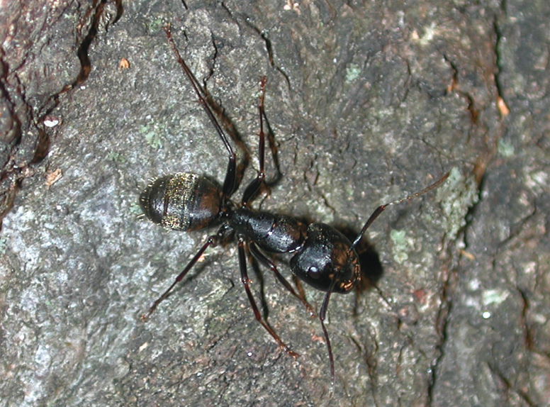 In this photo a dark brown ant travels across a stony surface. It's hindquarters are hairy