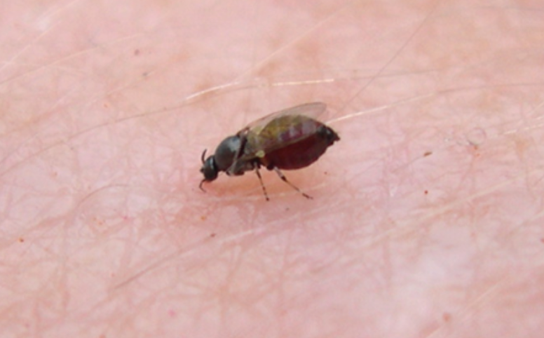 Black fly on skin. It has a rounded, lower body and black coloration. 