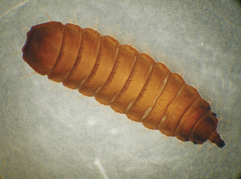 Black soldier fly larvae are segmented, brown, and elongated.