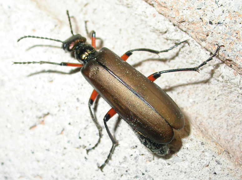 This blister beetle is elongated, black, and has red bands on the thickest part of each of its legs. 