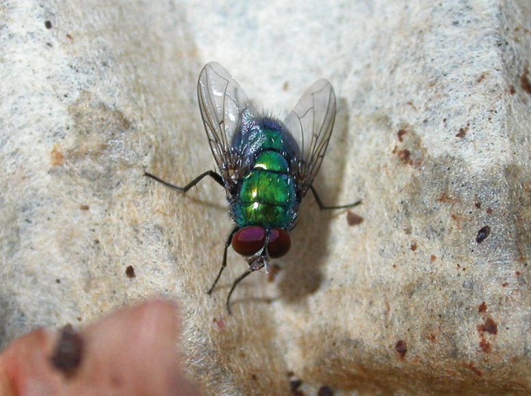 Blow fly with iridescant blue-green coloration and large, red-purple eyes.