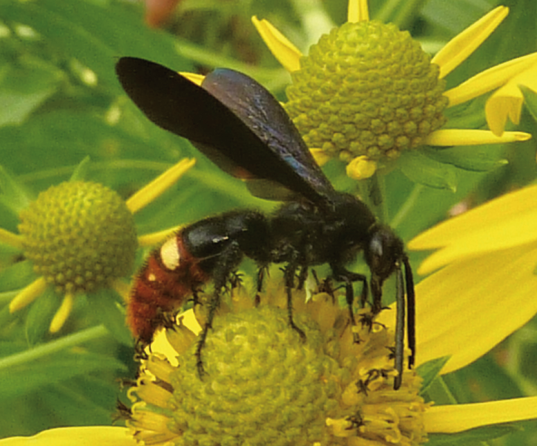 A black-winged was with thick long antennae peruses a yellow orb-shaped flower
