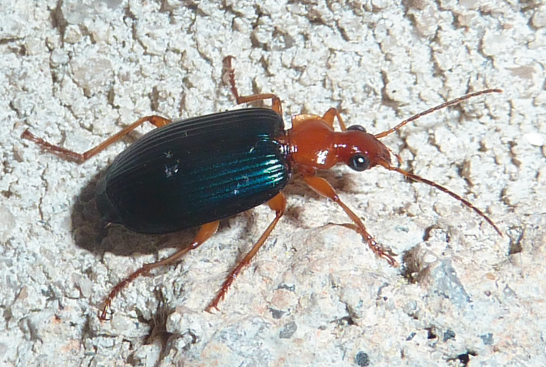Bombardier beetle on a rocky surface. This bombardier beetle has a metallic blue elytra with a light brown-orange upper body and legs.