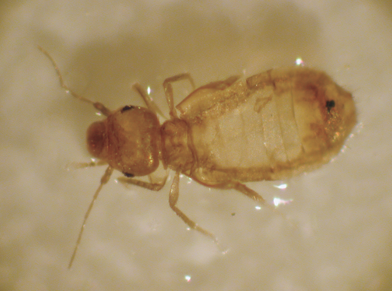 A booklouse with a light brown, rounded body.
