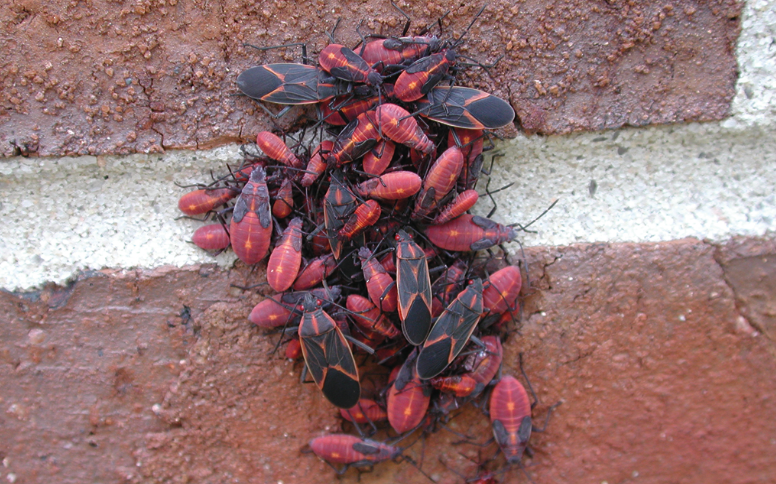 Several Boxelder bugs gathered on a brick wall.
