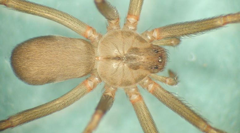The brown recluse spider has a distinct violin shape on its back, a distinct head, and more obviously separated mandibles in comparison to the male southern house spider.