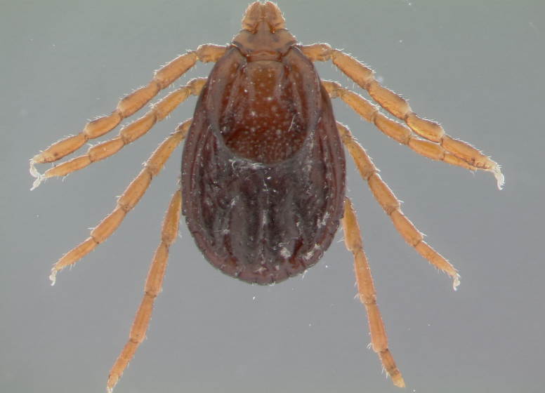 Brown dog ticks have oblong bodies, are solid brown in coloration with some speckling.