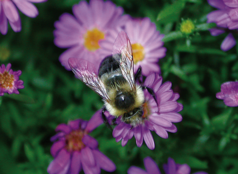 A bee collects pollen from a bright purple flower