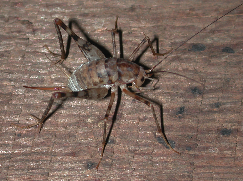 Camel crickets have long legs and striped mottled brown/grey coloration.