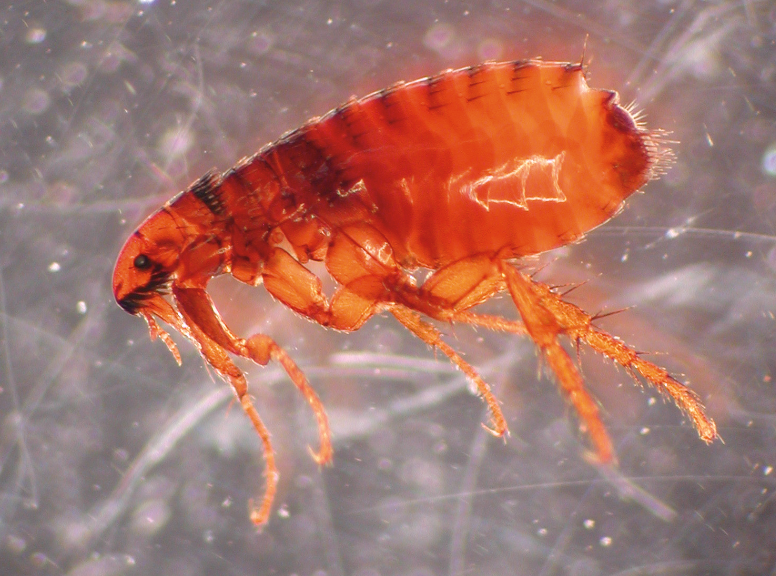 Side profile of a cat flea. It is wingless, brown, and has a large and round abdomen.