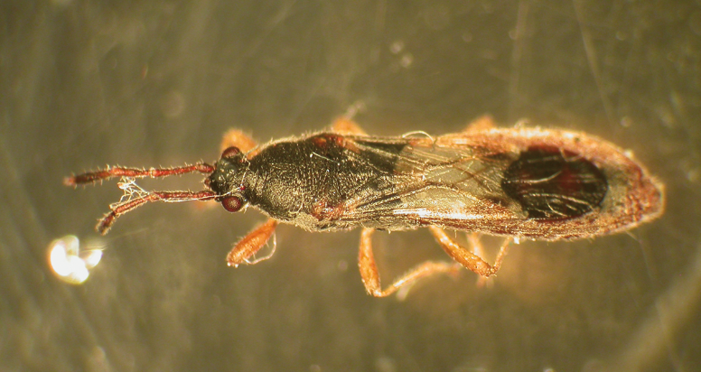Chinch bugs have an elongated body shape with a length of approximately half an inch.