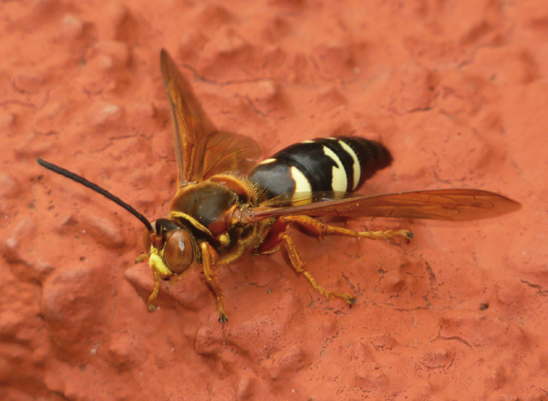 Cicada killers have an elonated shape with a pointed, segmented abdomen with yellow and black patterning. 