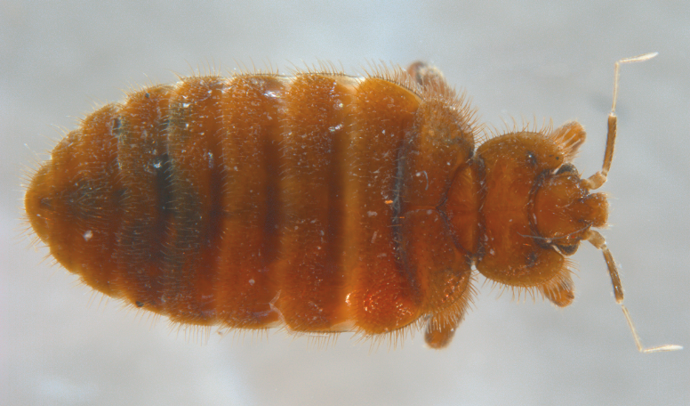 a close-up photo of a small, flat bug with many rounded segments