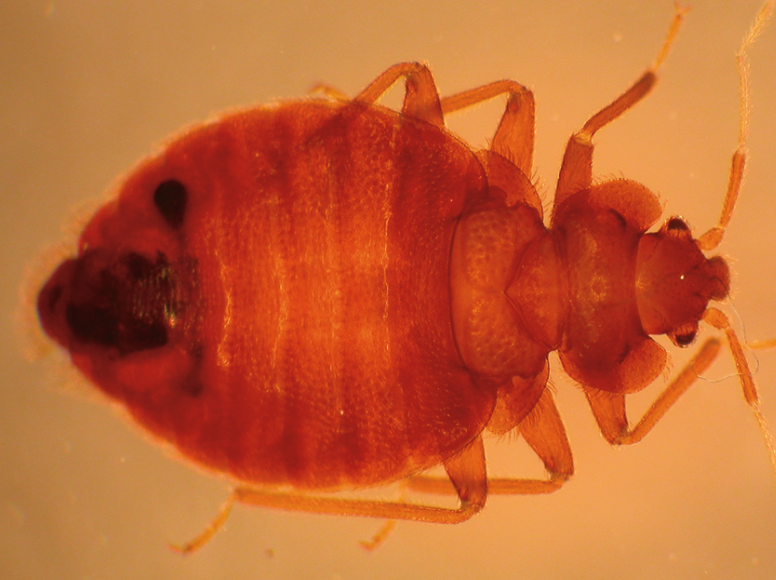 a flat, segmented bug with a proportionally large and round body