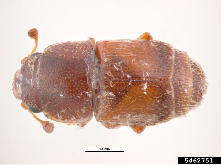 Corn sap beetles are rounded, short, capsule-shaped with brown coloration.
