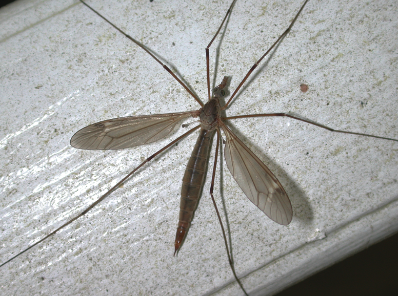 This crane fly is light brown with spindly legs and long wings.