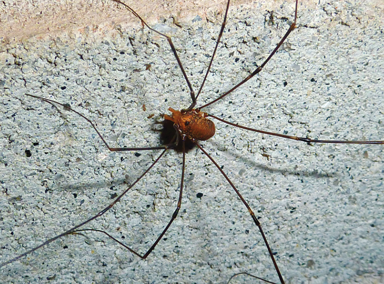 Daddy longlegs have a single fused segmented body, which distinguishes it from spiders. 